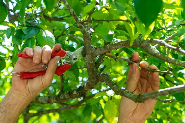 Why Winter is the Best Time for Tree Pruning