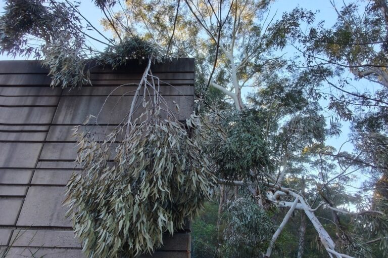 Emergency Storm Preparation Checklist