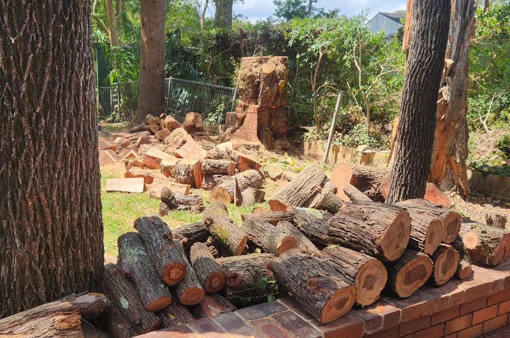 5 Signs Your Tree is Hazardous and Needs Removal